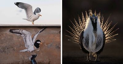 26 Stunning Photos From The 2026 Bird Photographer Of The Year Competition