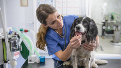 US couple donates $250 million to animal support and welfare organisations for access to pet healthcare