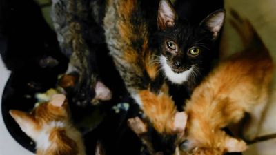 Dead cats in freezer, hundreds more rescued: California nonprofit organisation under lens