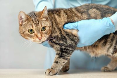 Pet owners to see clear pricing at vet practices by end of the year