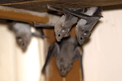 Los Angeles County Nears Its Rabid Bat Record with 66 Detections as California Tallies 252 Animal Rabies Cases