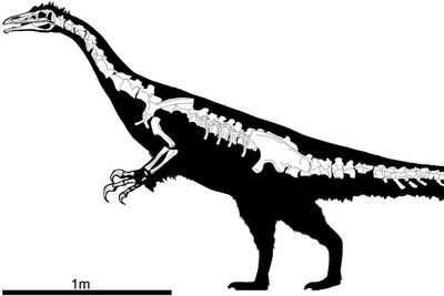 New bizarre, long-clawed dinosaur species discovered in China