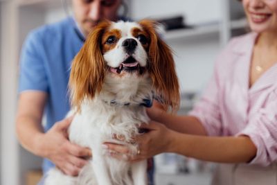 UK vets ordered to make prices clearer for pet owners under new crackdown