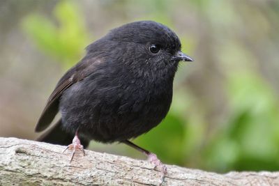 Bird once world’s rarest wins New Zealand’s Bird of the Year