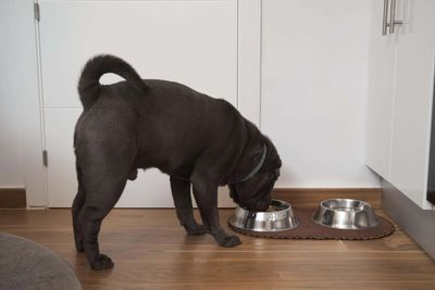 Dog food brand reports investigation found no link with eye problems in pets