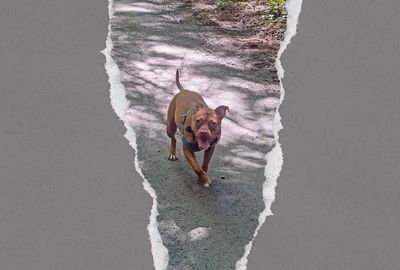 My dog taught me about rental culture