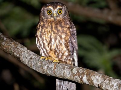 In 1987, conservationists brought 2 male owls to Norfolk Island for its last surviving female; their descendants later rebuilt the population, but inbreeding still limits recovery
