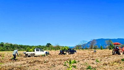Australia restores swamp forest on sugarcane land; trees show rapid early growth