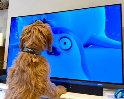 ‘We didn’t set out to make a show for animals!’ The Netflix seal cartoon that’s a huge hit … with pets