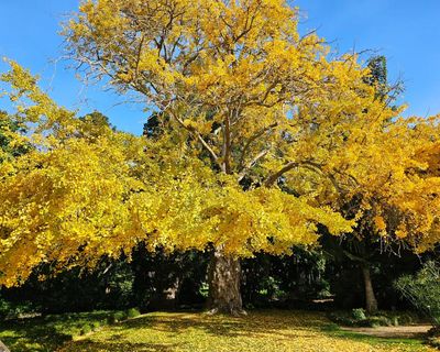 Gums, ginkgos and a golden wych elm: which will win Victoria’s tree of the year?