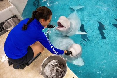 Third rescued beluga whale dies at Chicago aquarium