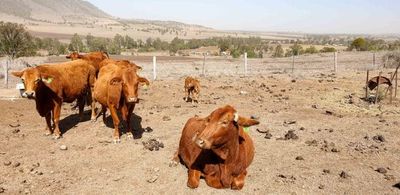 IRS Gives Drought-Hit Farmers and Ranchers More Time to Replace Livestock and Defer Taxes