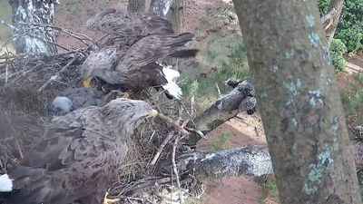England’s white-tailed eagles return after 240 years, with 9 wild-born chicks now
