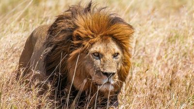 Officials at a federally protected reserve in Tanzania found 10 dead lions. Now, investigations suspect it was a poisoning