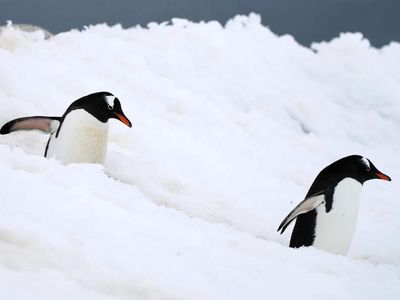 DNA reveals four gentoo penguin species instead of one after more than 100 years. Scientists now fear some island populations could lose their homes to global warming