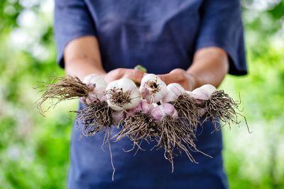 Can Growing Garlic Really Save Money Over Buying It at the Grocery Store?