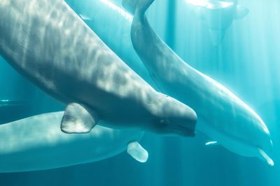 Another beluga whale dies at aquarium after being rescued from Marineland in Canada