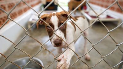 From rescuing ‘rez dogs’ to opening a shelter: How June Thomas changed 200 lives in Manitoba