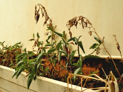 Don’t Throw Away Your Dead Plants Yet — Some Could Save You Money Next Spring