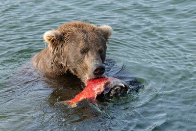 Fat Bear Week 2026 has finally arrived. Here’s what to know