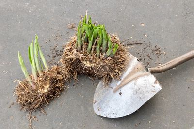 7 Plants You Can Get for Free by Dividing What You Already Grow