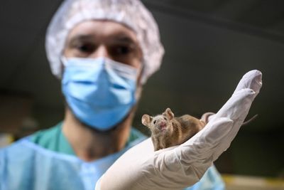 One Mouse Bite Sent a Lab Researcher into Anaphylaxis, and His Blood Revealed Allergies to Rats and Hamsters He Never Handled