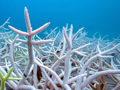 Countries still way behind on UN biodiversity targets, research shows