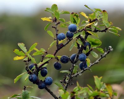 Country diary: An autumn bounty of fruits is well on its way