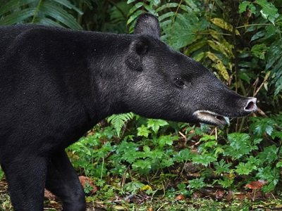 In 1967, Los Angeles Zoo began breeding mountain tapirs from one pair, and the effort still shapes the species today