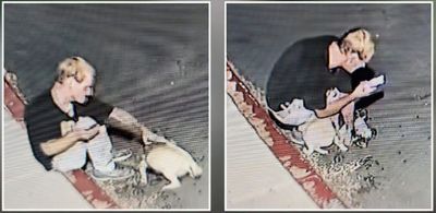 Disturbing Video Shows Man Allegedly Abusing His Pug at a Posh California Marina