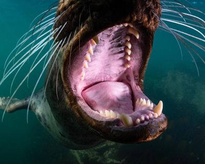 North Sea, Nature Untamed review – stunning footage finds the beauty and splendour under the water