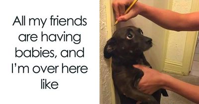 This Page Shared 62 Memes That Show Why Dogs Are So Lovable And Entertaining