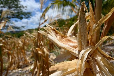 Deadly El Nino heat threatens nearly half a million more lives