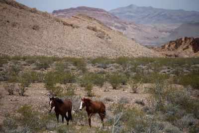 Federal government to spend $30 million to ‘fertility control’ wild horse populations out West