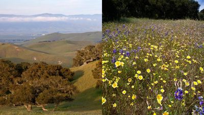 Army Base Becomes Sanctuary: Fort Ord’s closed gates preserved wild coast; monument now welcomes hikers