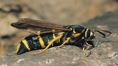 Instagram Moth Becomes New Species: casual post uncovers clearwing from Guyana; highlights citizen science