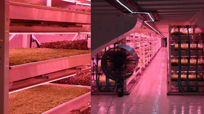 Underground LED Salad Farm: London shelter became hydroponic lab; digital twin boosted yields