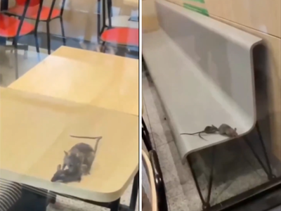 McDonald’s Rajkot video shows rats moving across tables; civic body takes action against the outlet
