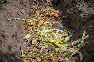 What Happens If You Bury Kitchen Scraps Directly in the Garden?