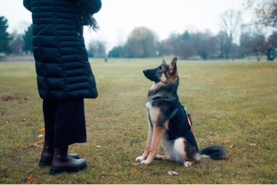 Seven Families Speak Out After $10,000 Pet Training Stay With California Trainer Allegedly Ended in Deaths