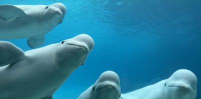 Finding homes for whales and dolphins when parks like Marineland Canada close isn’t easy – a biologist explains why sea sanctuaries aren’t the answer
