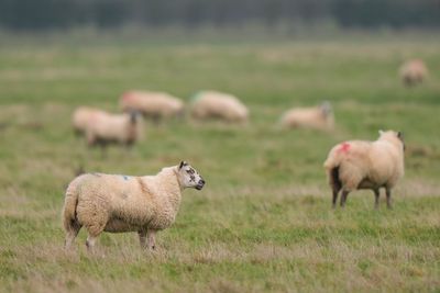 Woman tells court why she took lambs from King’s Sandringham estate