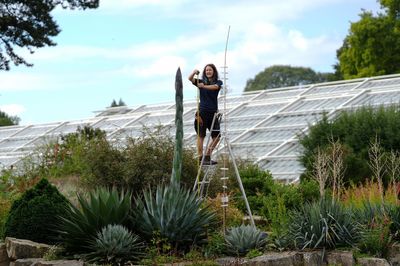 ‘Once-in-a-lifetime’ plant death bloom begins at Kew Gardens