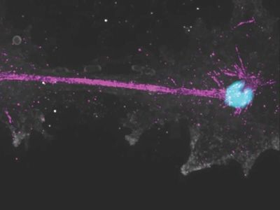 The 145°F survival mystery: How a tiny California 'fire' amoeba thrives where complex life was thought impossible