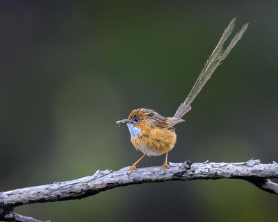 ‘Hanging on by a thread’: 11th hour decision to protect endangered birds from SA space project plans welcomed