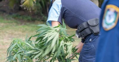 Pistol, paintball gun and 15kg cannabis allegedly seized in 'clandestine lab' raid