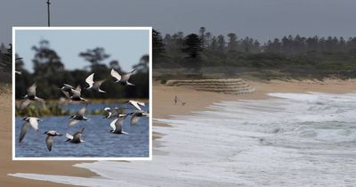 Three bird flu cases detected at Stockton beach
