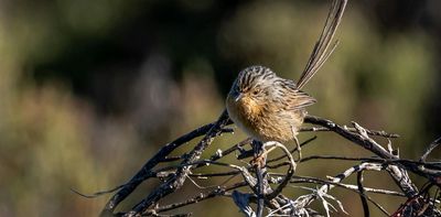 The space race should not endanger Australian wildlife