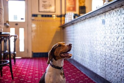Are pubs and pups a good mix? Dog owners delight as Victoria looks to follow Europe’s lead
