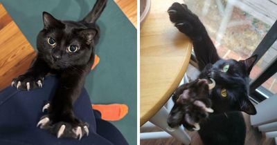 80 Cat Claw Pictures That Serve As A Gentle Reminder Of Who Is In Charge